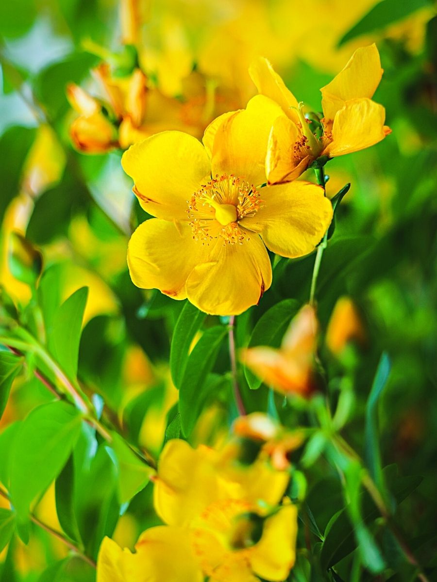 Yellow Hypericum Blooms